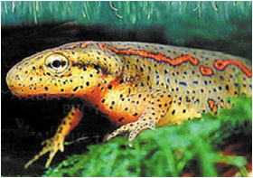newt
